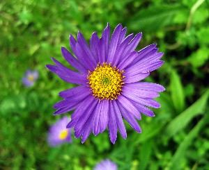 purple aster - flower friend