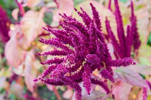 purple celosia - what flower represent friendship