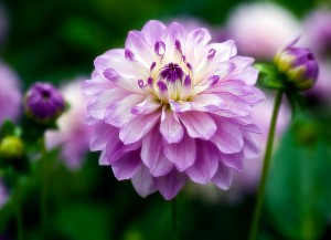 purple dahlia - best flowers to send a friend