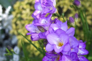 purple freesia - friendship flower guide