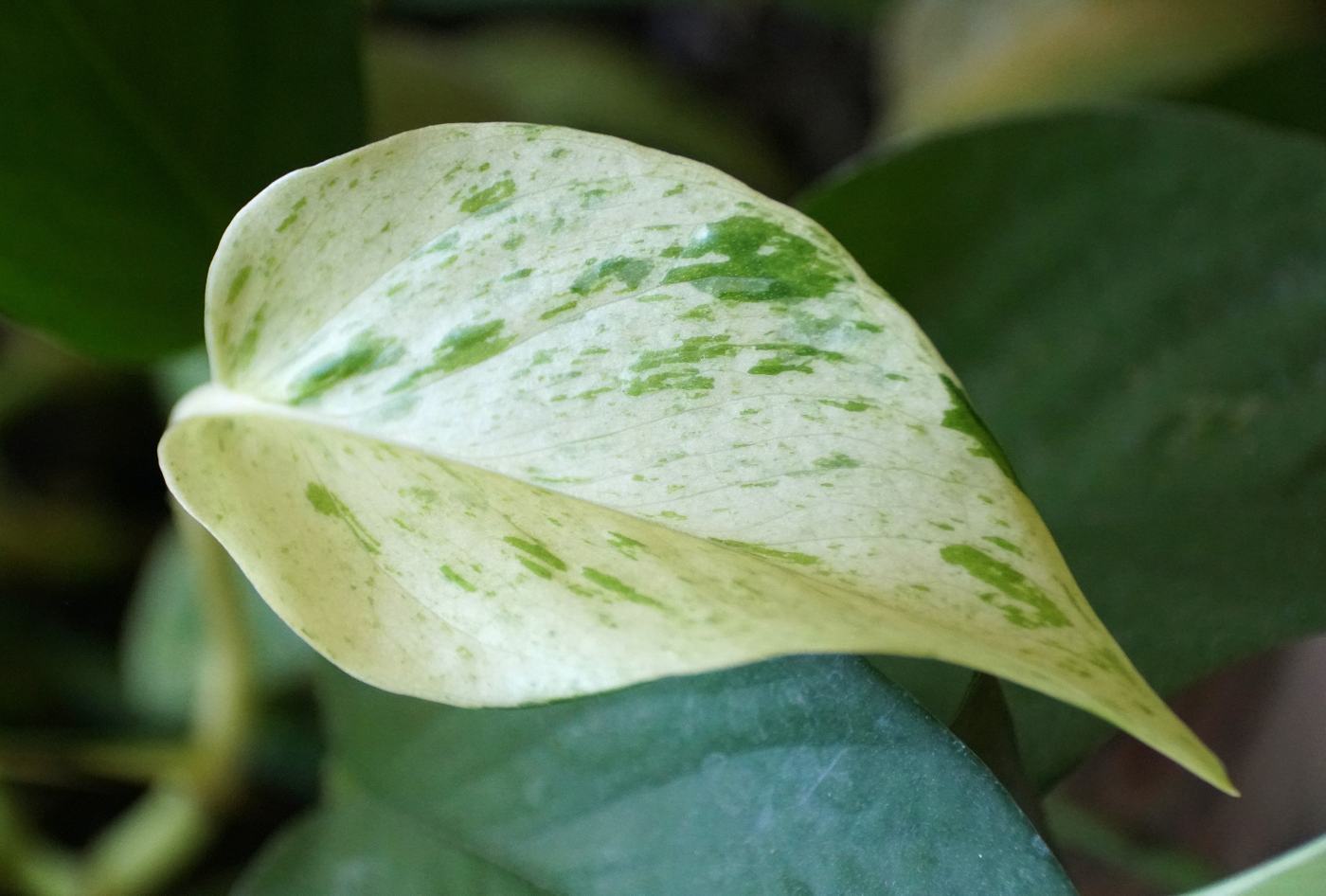 snow queen pothos leaf - how to care for pothos snow queen