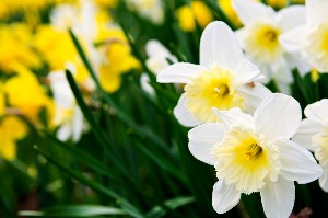 white and yellow daffodils - friendship flower guide