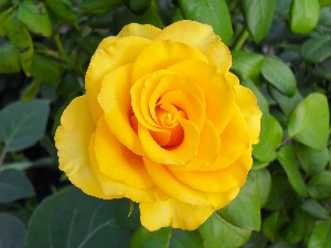 yellow rose - friendship flower guide