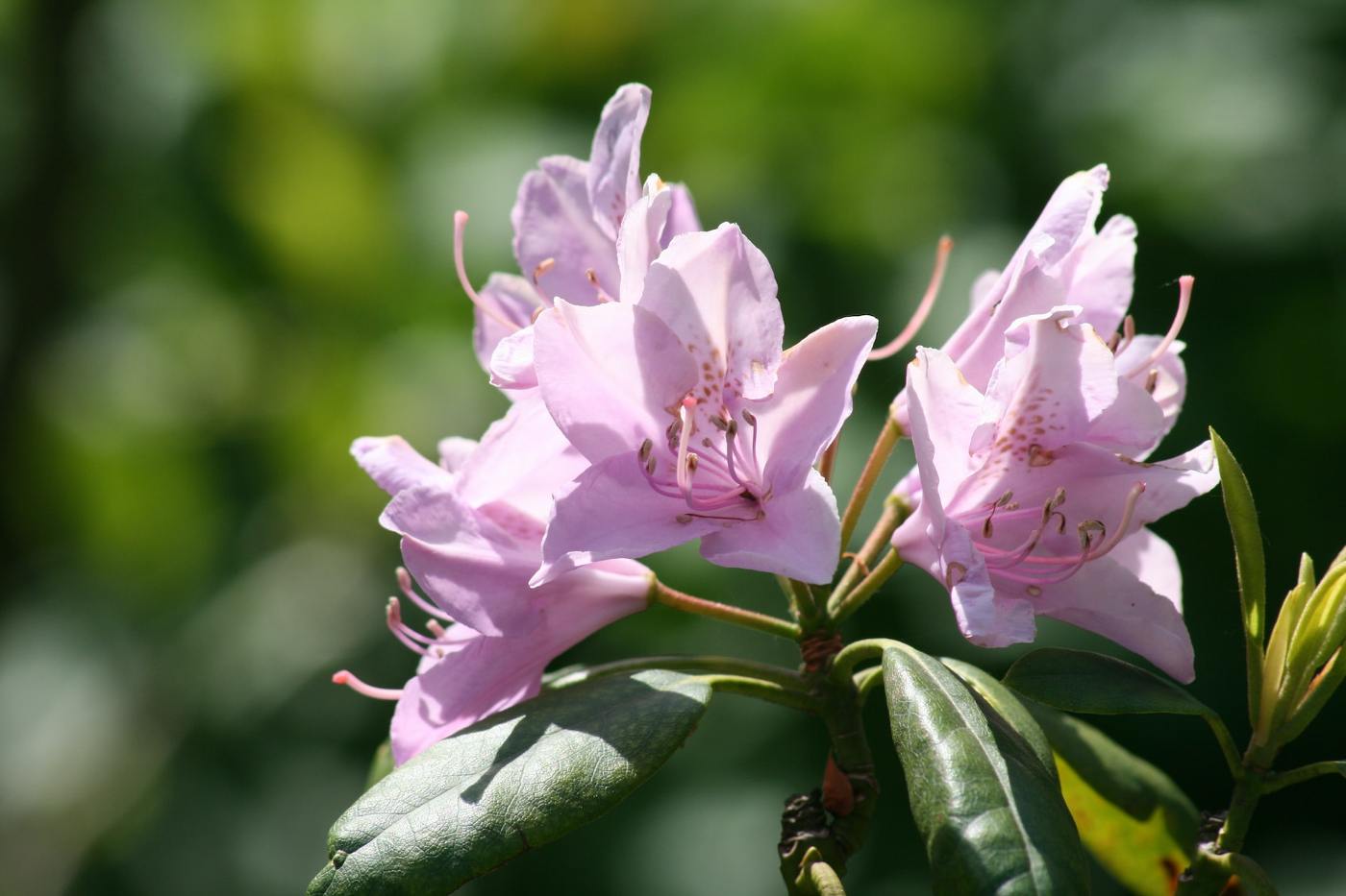 pink azalea - native azaleas