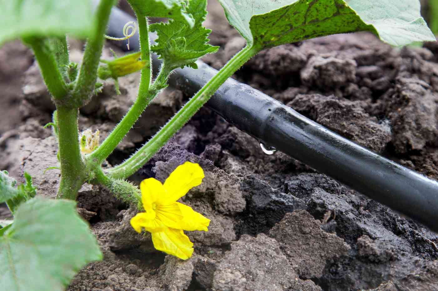 Sistema di irrigazione a goccia-perché l'irrigazione a goccia