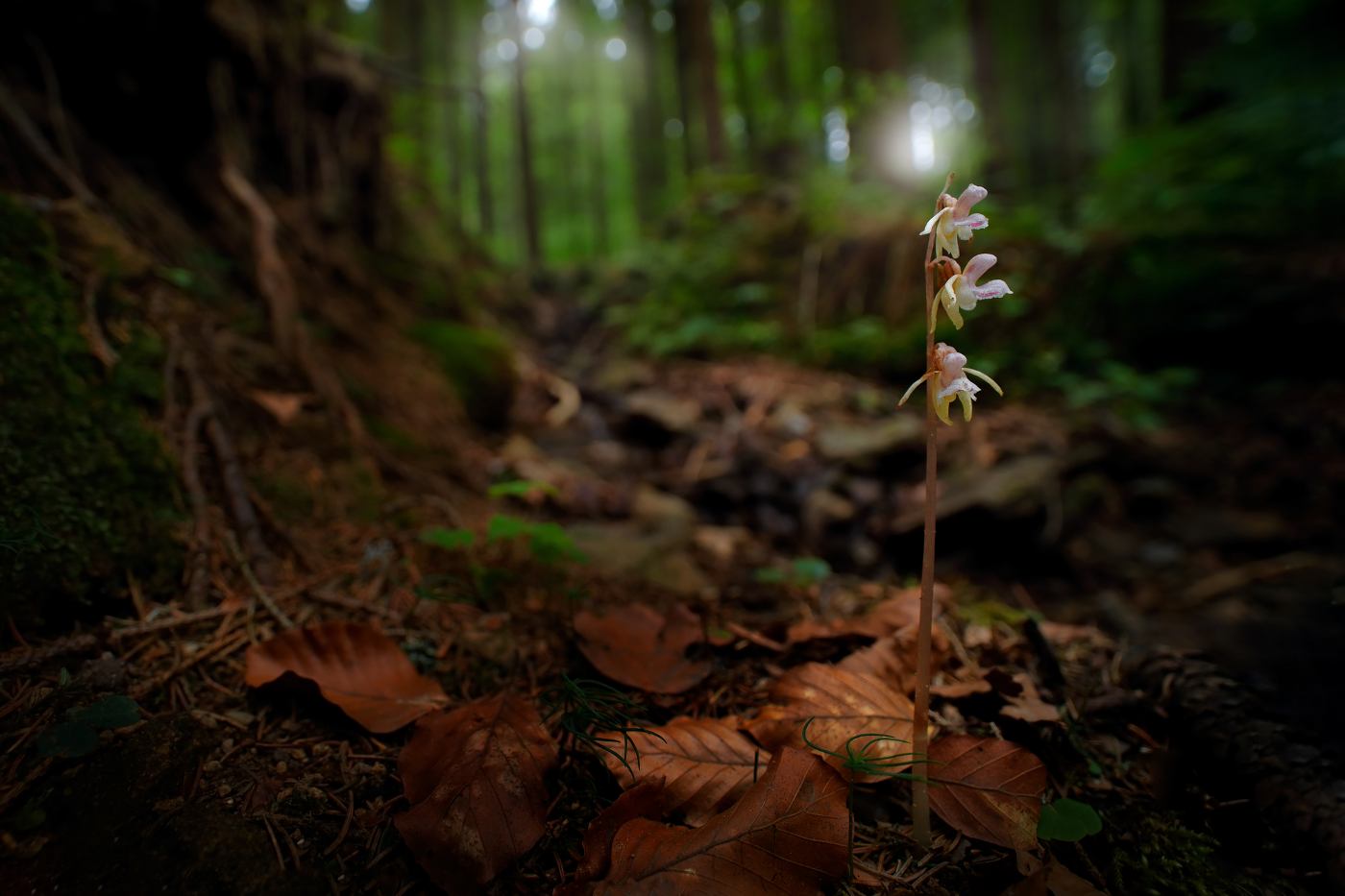 orchidea-fantasma-8-piante-boschive-sotto-minaccia