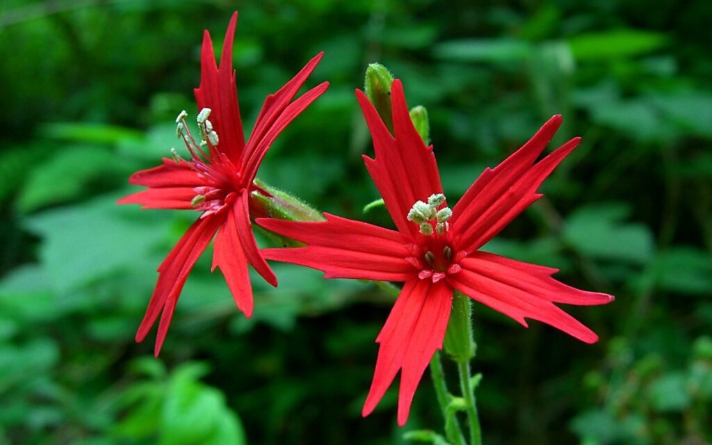 Fire Pink (Silene virginica) - (image credit: Jason Hollinger)