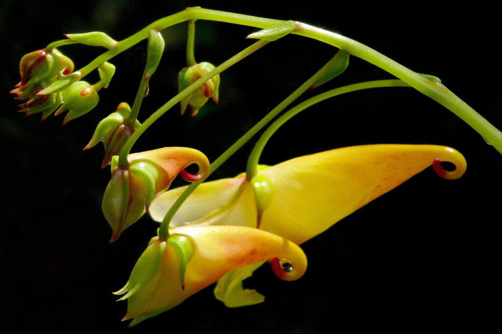 Hardy impatiens (Impatiens omeiana)
- (image credit: James Gaither)