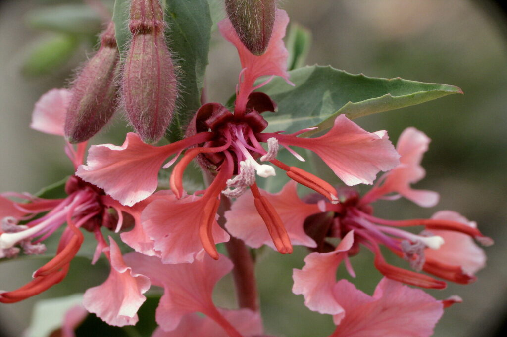 Clarkia (Clarkia unguiculata) - image credit: Michael Schmidt