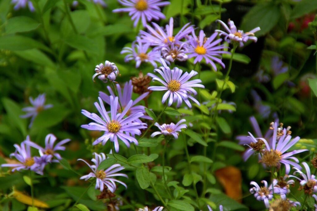 Frikart’s Aster (Aster × frikartii) - (image credit: manuel m.v.)