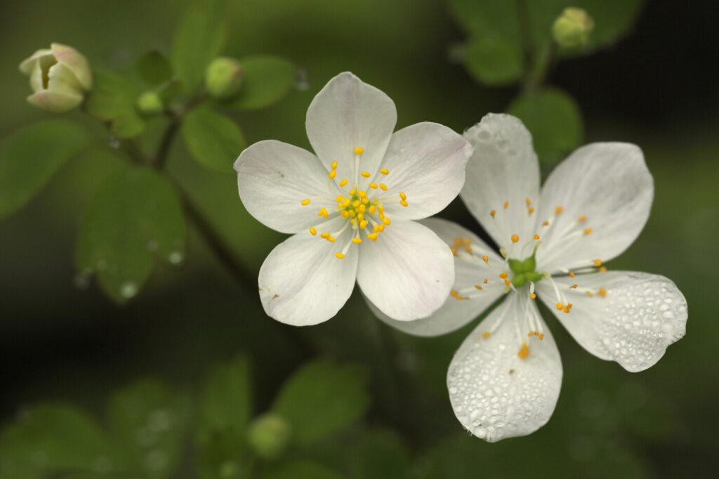 False Rue-Anemone (Enemion biternatum) - (image credit: cotinis)