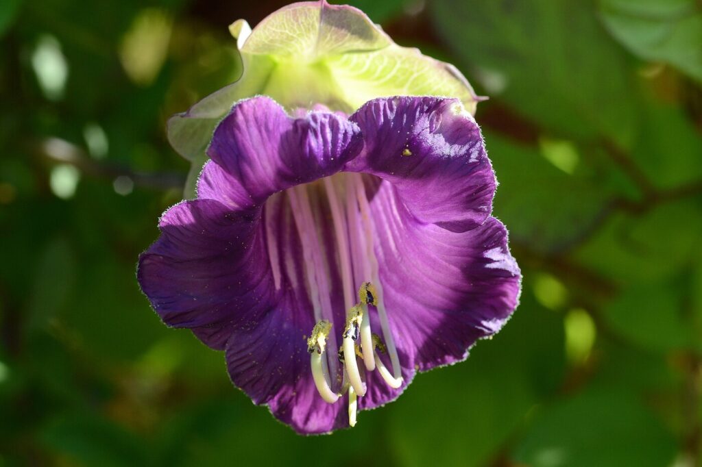 Cup and saucer vine (Cobaea scandens) - (image credit: Amada44)