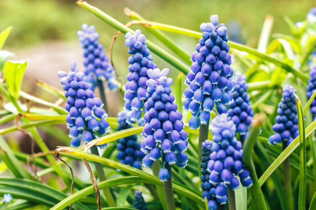 Giacinto d'uva (Muscari armeniacum) - (credito immagine: bozhena.melnyk)