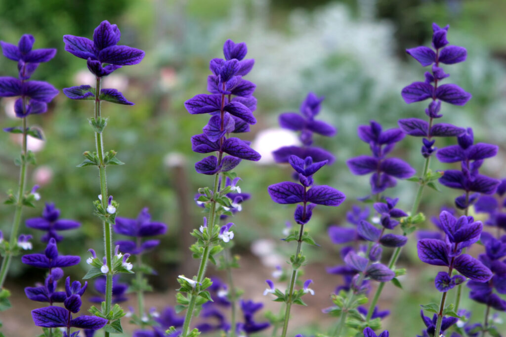 Clary sage (Salvia viridis) - (image credit: Dink101)