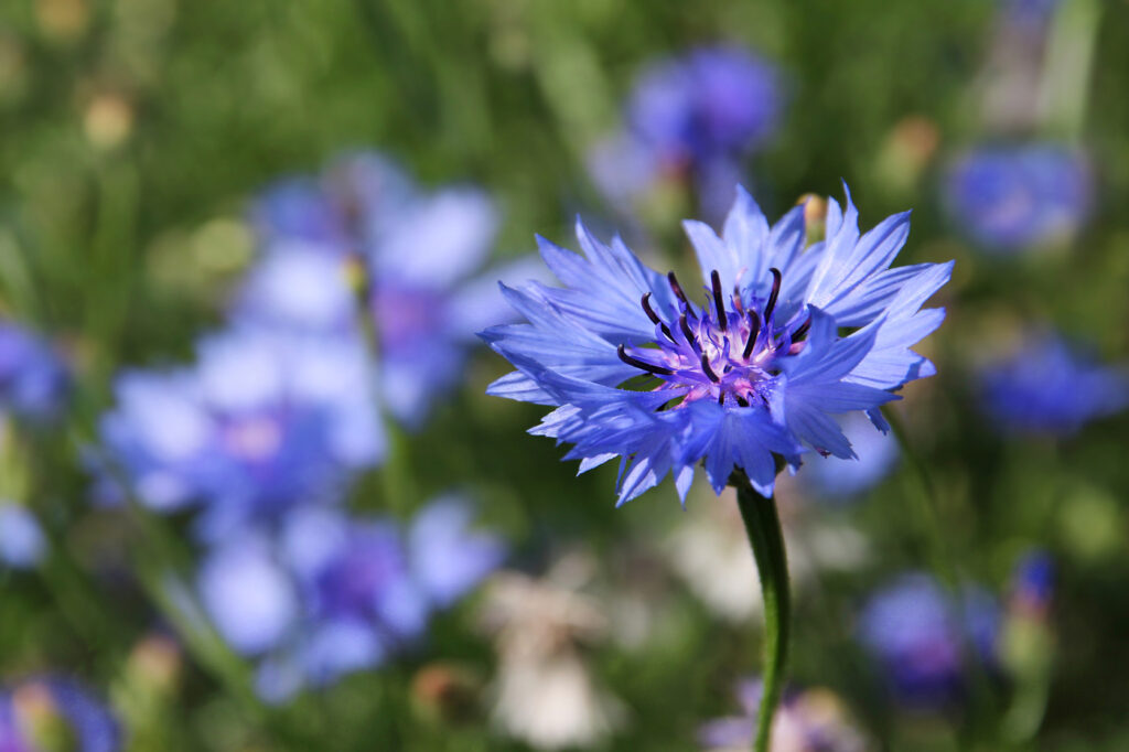 Cornflower (Centaurea cyanus) - (image credit: anterovium)