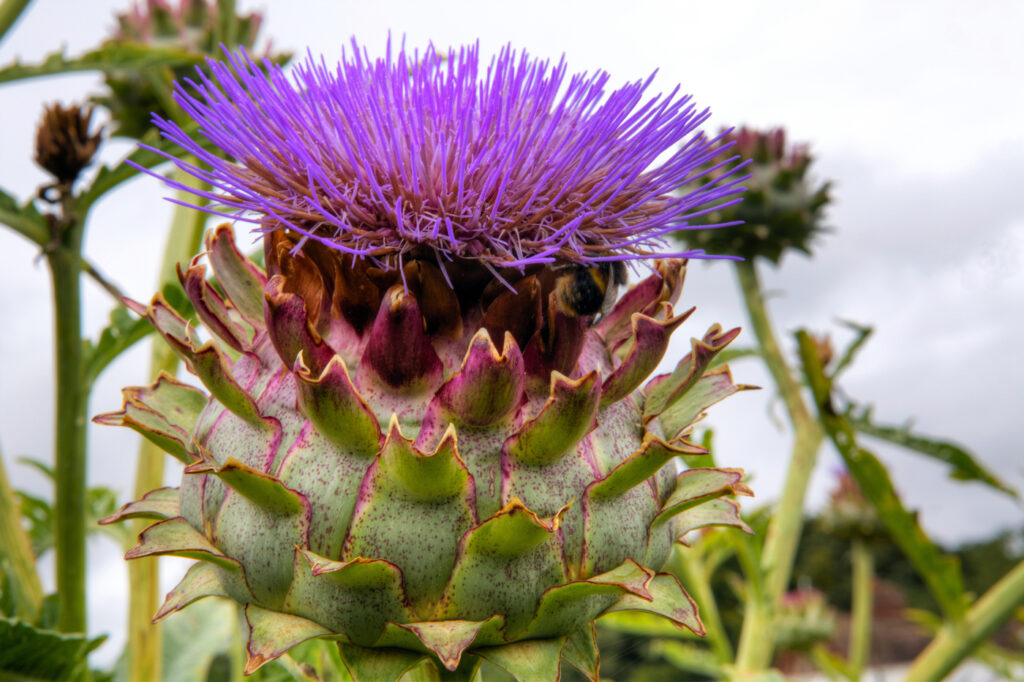 Cardoon (Cynara cardunculus) - image credit: Debu55y