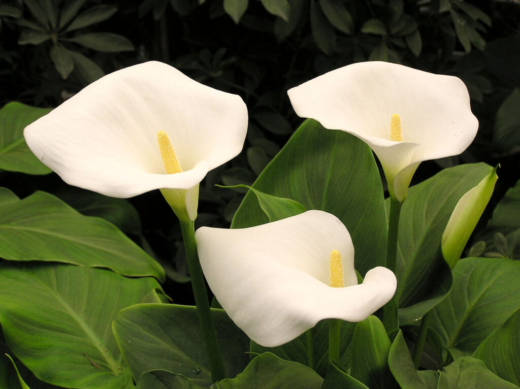 Calla lily (Zantedeschia spp.) - image credit: Inzyx