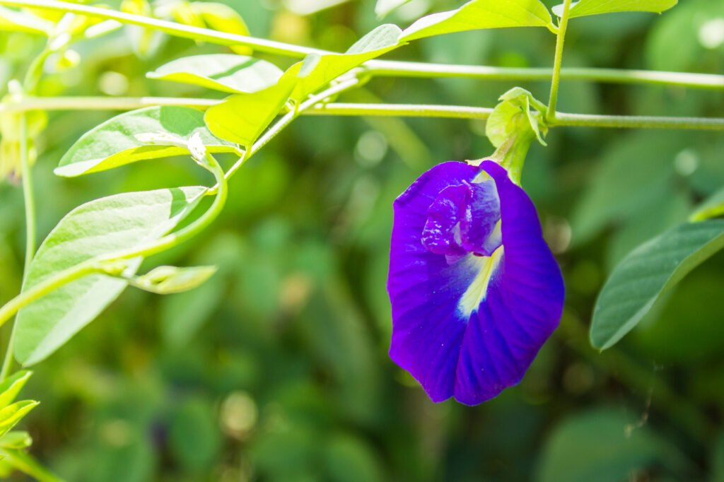 Clitoria ternatea (Blue butterfly pea) - (image credit: aamovi)