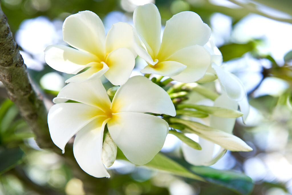 Frangipani (Plumeria) - (image credit: LiliGraphie)