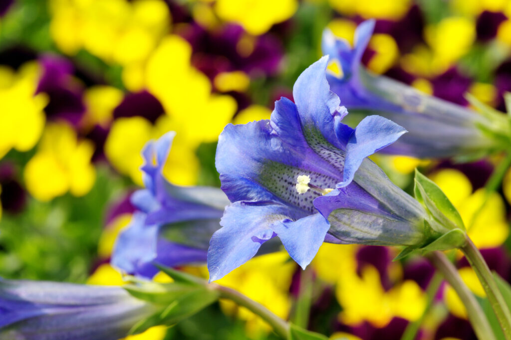 Genziana (Gentiana spp.) - (credito immagine: jura13)