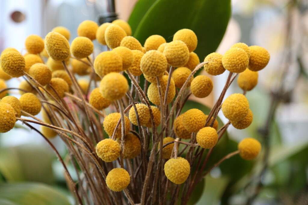 Craspedia (Craspedia globosa) - image credit: Movieaboutyou