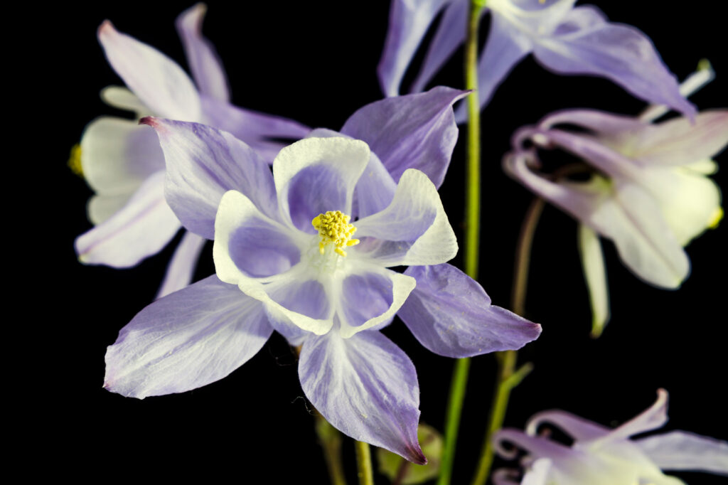 Fan Columbine (Aquilegia flabellata) - (image credit: ncristian)