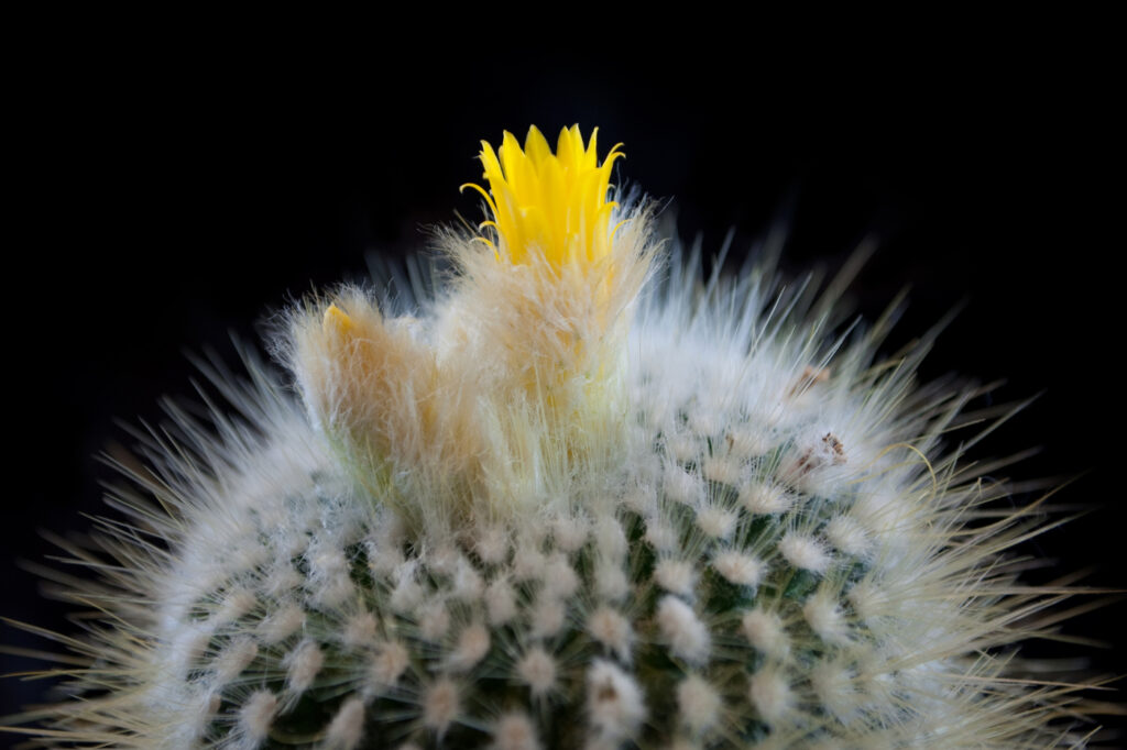 Koko (Echinopsis formosa) (image credit: satinka)