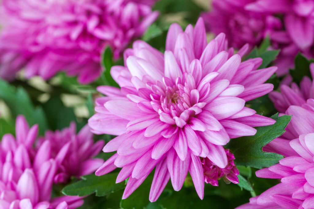 Chrysanthemum (Chrysanthemum spp.) - (image credit: Chamille White)