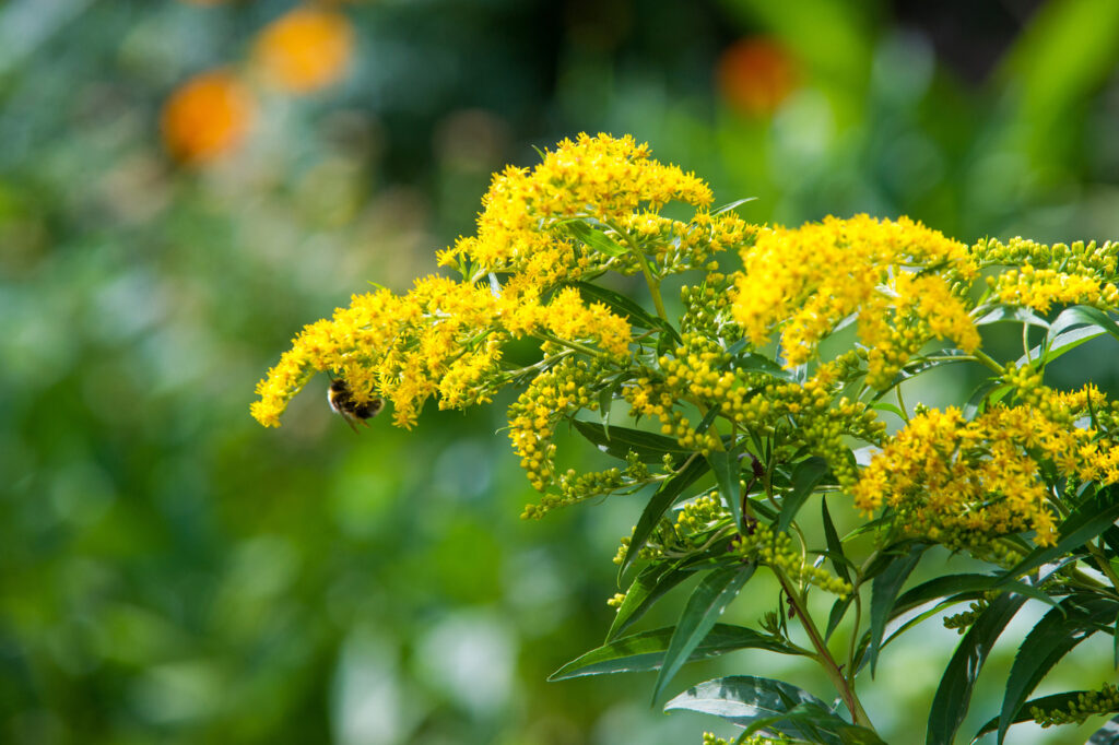 Verga d'oro (Solidago spp.) - (credito immagine: ekina1)