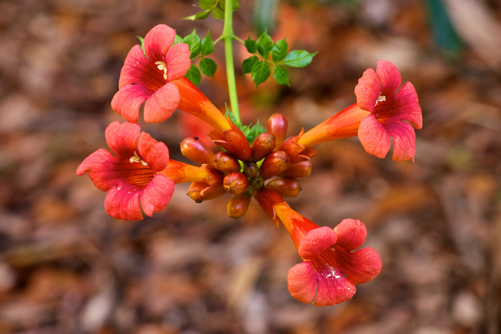 Cow vine (Campsis radicans) - (image credit: sorsillo)