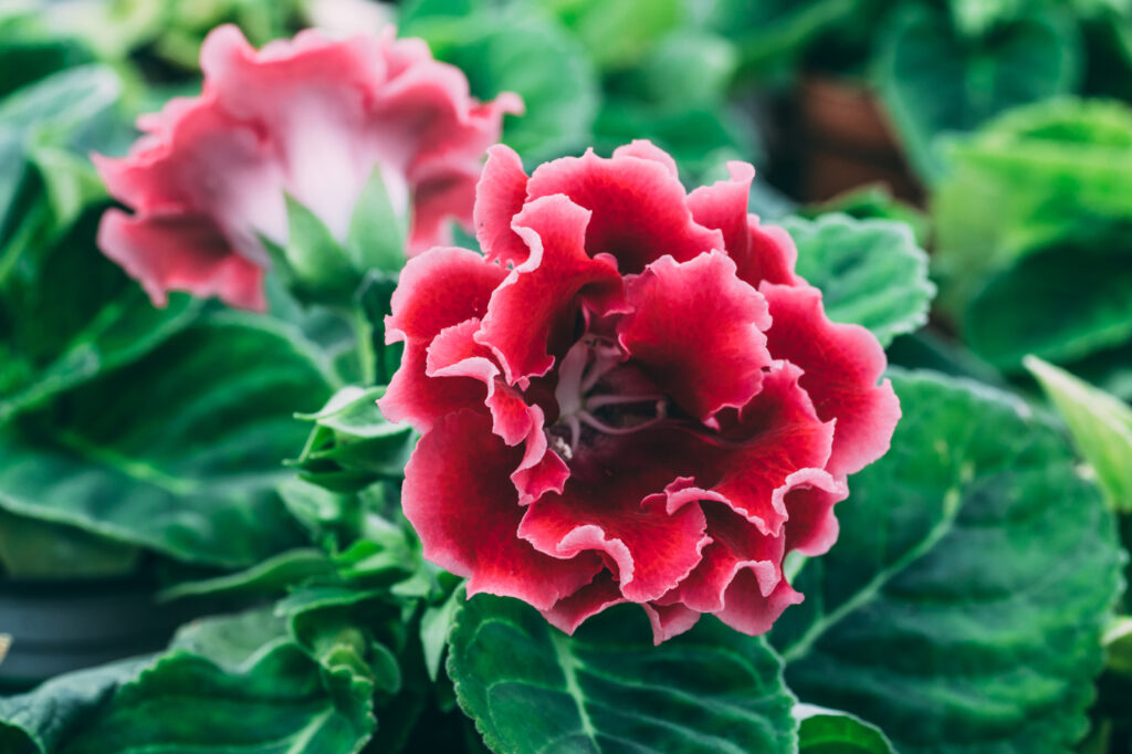 Gloxinia (Sinningia speciosa) - (credito immagine: DedMityay)