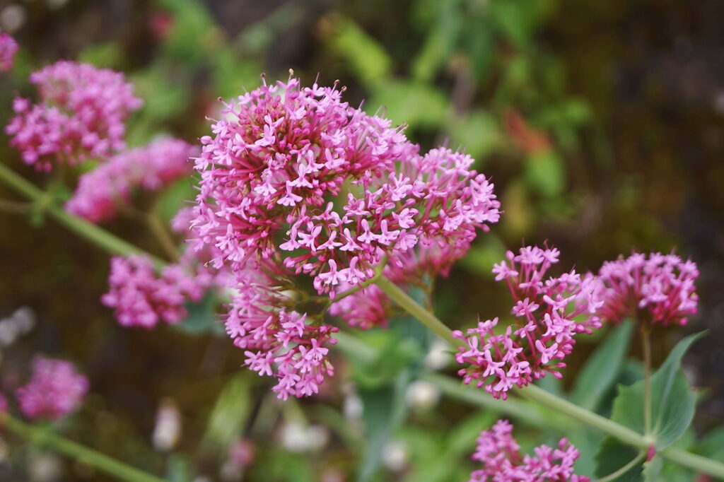 Centranthus (Centranthus ruber) - (image credit: sansa55)