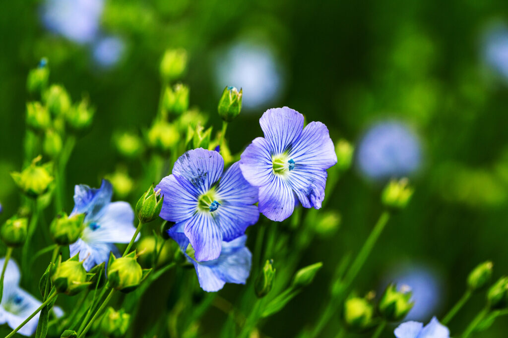 Flax Flower (Linum usitatissimum) - (image credit: ALesik)