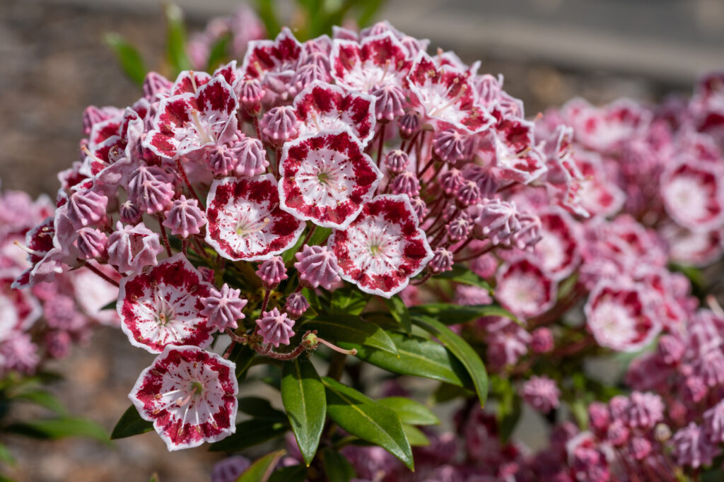 Kalmia latifolia (Mountain Laurel) - (image credit: alfotokunst)