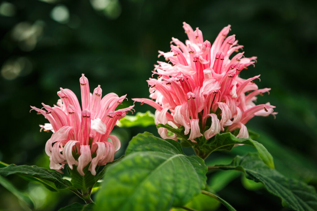 Firecracker Flower (Justicia floribunda) - (image credit: hurricanehank)