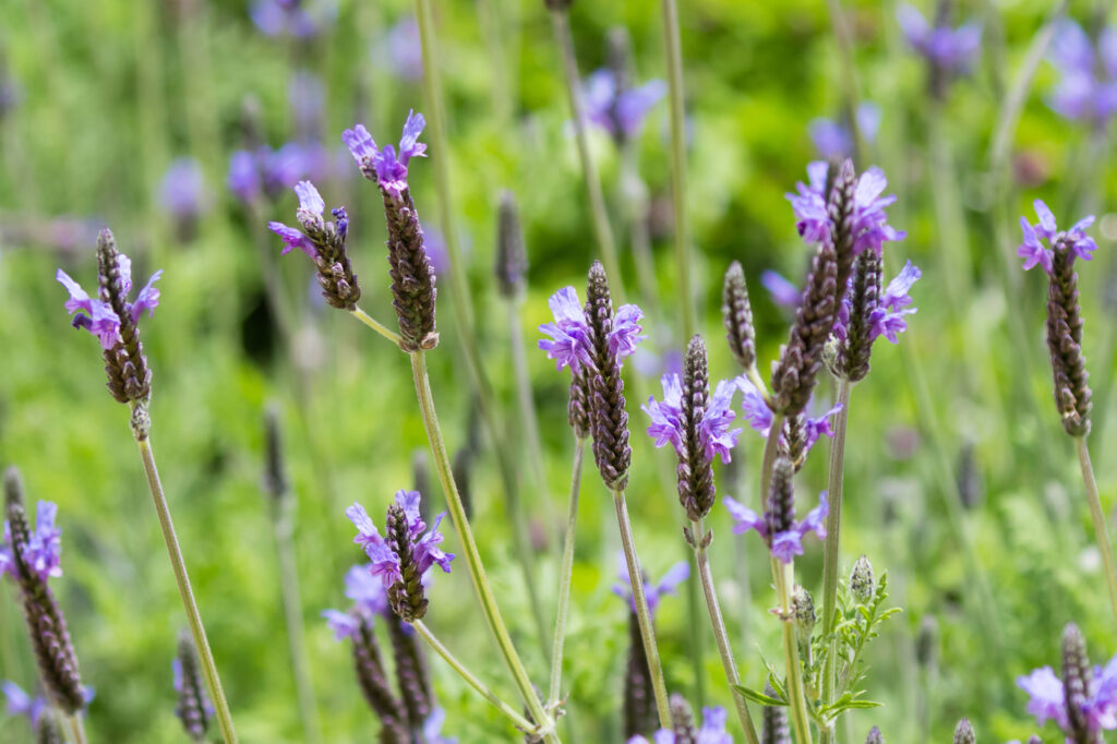 Fern Leaf Lavender (Lavandula multifida)
- (image credit: sasimoto)