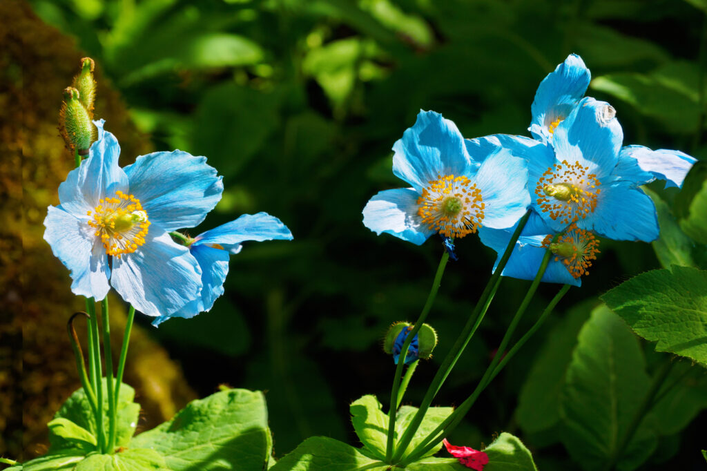 Himalayan Blue Poppy (Meconopsis betonicifolia) - (image credit: pr2is)