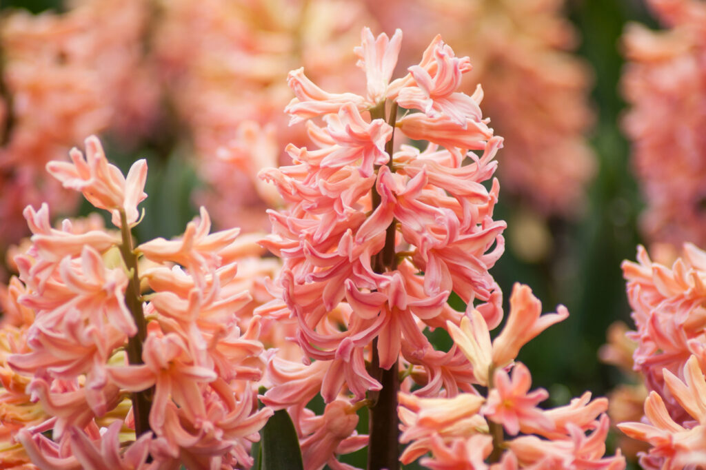 Hyacinth  (Hyacinthus orientalis) - (image credit: NeydtStock)