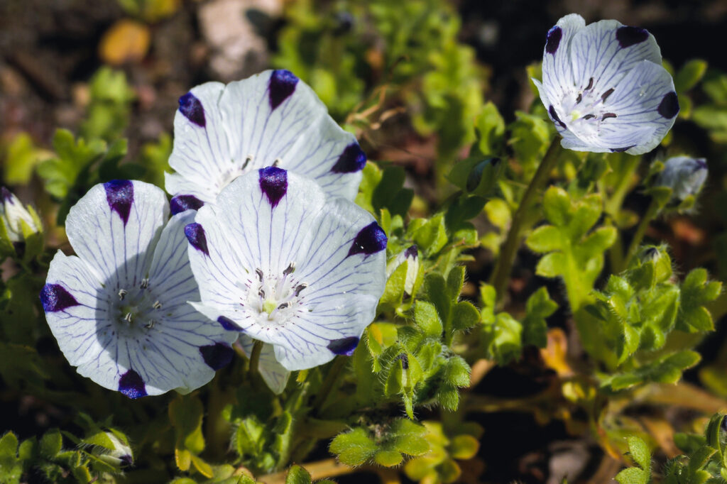 Fivespot (Nemophila maculata) - (image credit: fotokon)