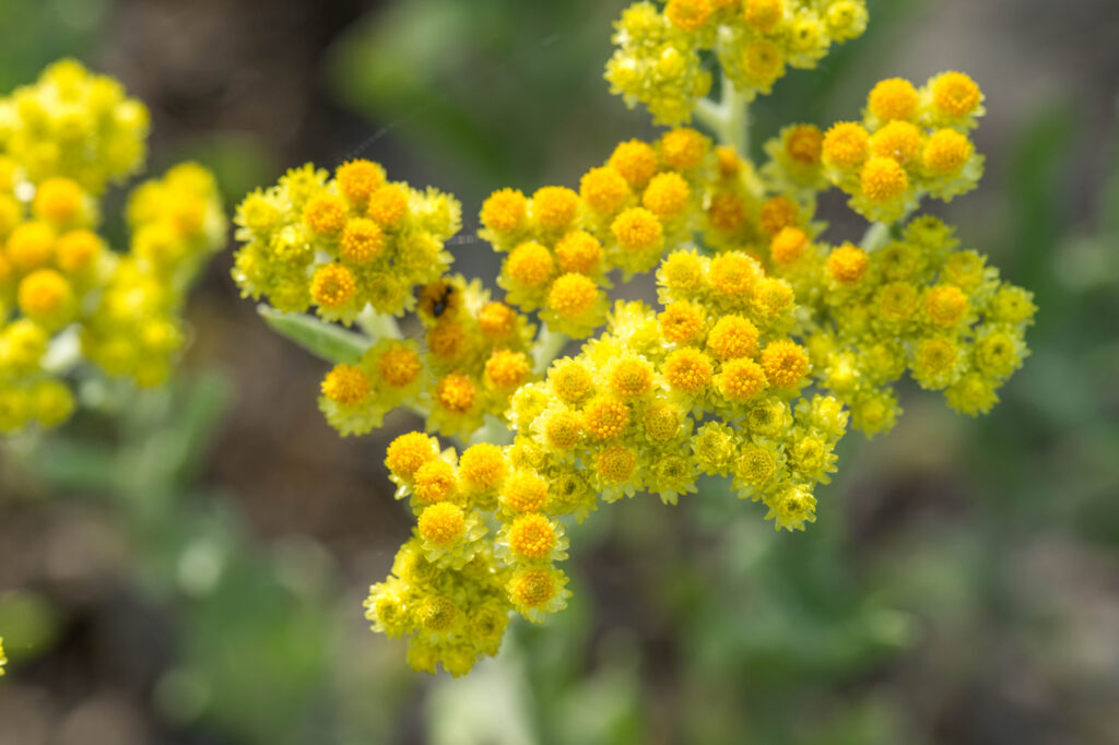 Helichrysum Aureonitens (Asteraceae) - (image credit: aga7ta)