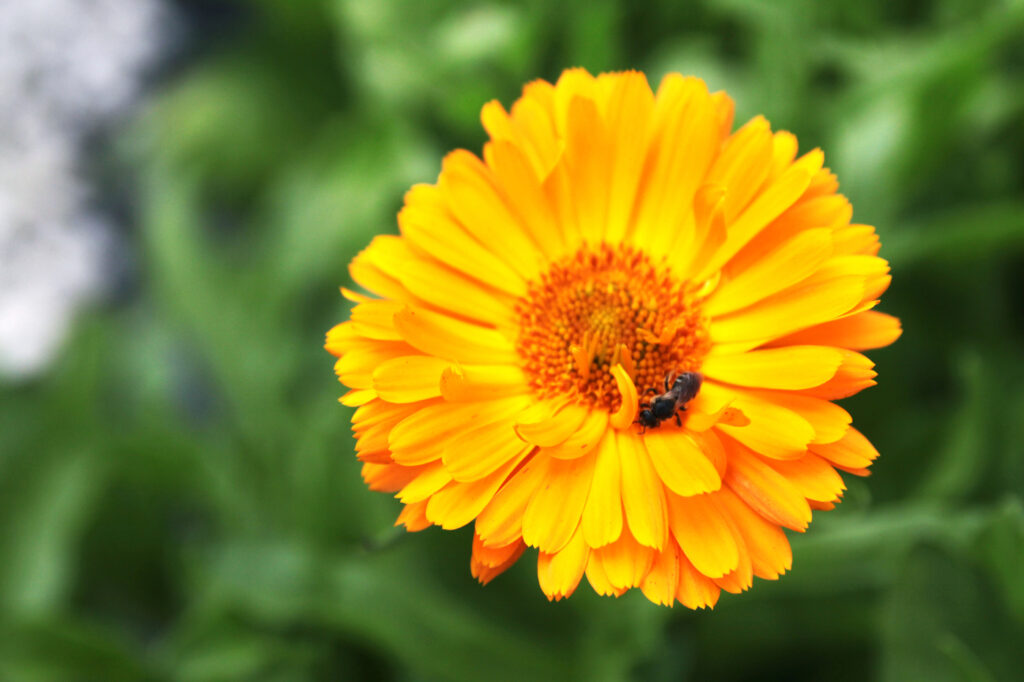 Calendula (Calendula officinalis) - (image credit: agnieszka_g)