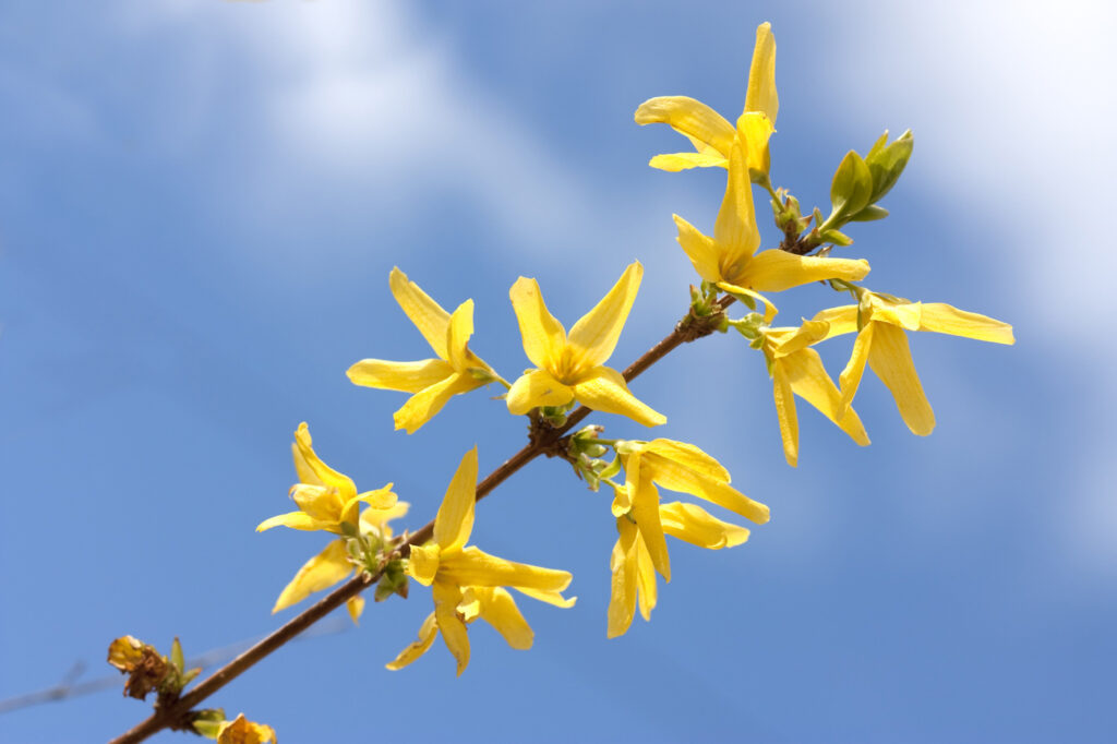 Forsythia (Forsythia spp.) - (image credit: Joingate)