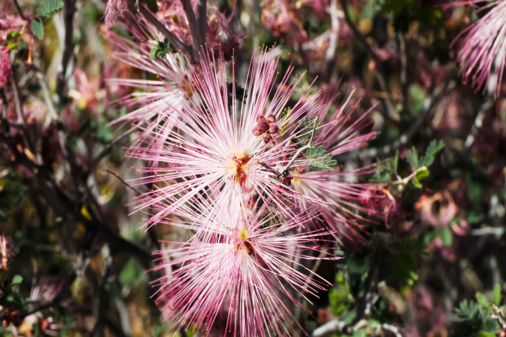 Fairy Duster (Calliandra eriophylla)
- (image credit: crbellette)