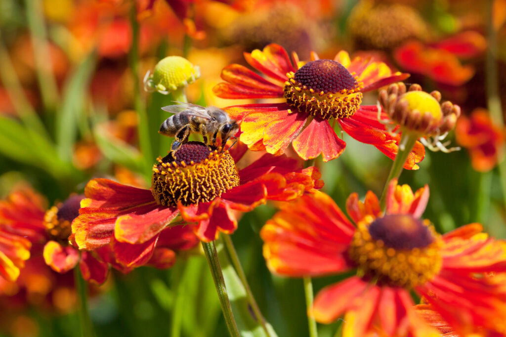 Gaillardia (Gaillardia x Grandiflora) - fiori che iniziano per g