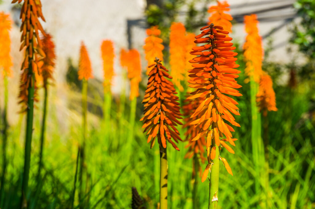 Kniphofia uvaria (Red Hot Poker) - (credito immagine: jaapbleijenberg)