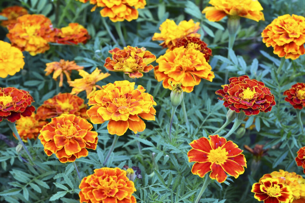 French Marigold (Tagetes patula)
- (image credit: severinova)