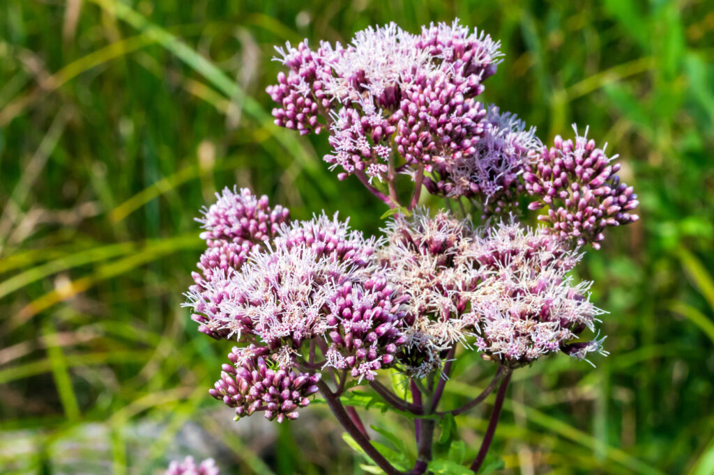 Hemp-agrimony (Eupatorium cannabinum) - (image credit: AlexanderZam)