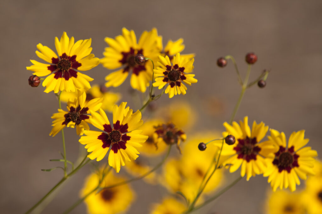 Coreopsis (Coreopsis tinctoria) - (image credit: kathyclark)