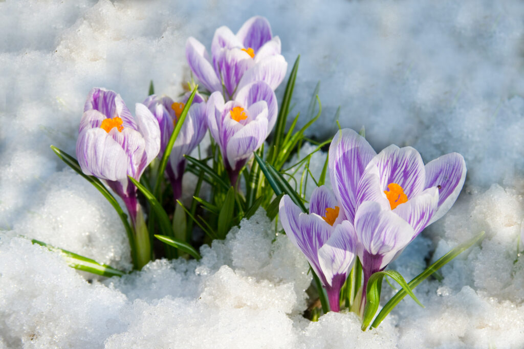 Crocus (Crocus spp.) - image credit: Enika100