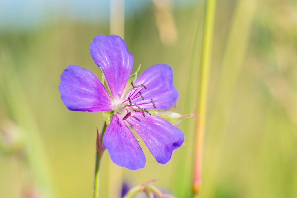 Geranium maculatum (geranio selvatico) - (credito immagine: Skaldis)